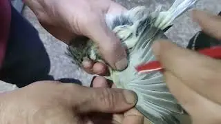 Kanaryalara Çiçek aşısı yaptık