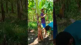 Wow Amazing technique banana plantation #farmer