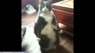 Котэ Неволяш