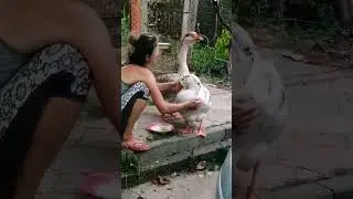 💓Любовь и Гуси💓