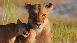 Botswana: The Last Great Wildlife Paradise (Short Film - Sony FX6)