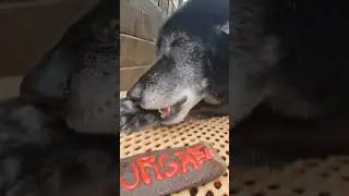 Kurgan's Beaver Tail Birthday Feast! - 8yrs Old!!