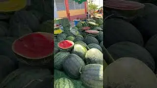 Melon lover 