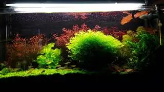 Planted Tank - Wet Dream 2.0