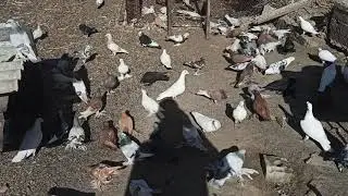 3 недели небыл белоголовый голубь Димон прилетел!!!!