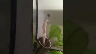 Я блондинко🤣