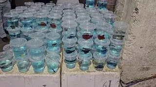 Снова кардиналы и всякое разное