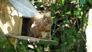 Billy masters splitting the hazel nut