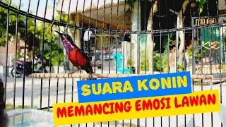 KONIN GACOR UNTUK MEMANCING EMOSI LAWAN ! KONIN PASTI NYAUT DAN LABGSUNG GACOR BONGKAR ISIAN .