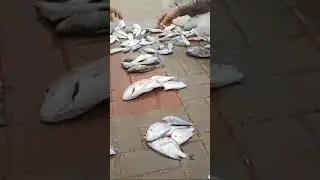 Fishing memories 2k24 #shorts #videos