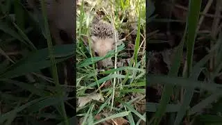 Tipratikanlar, kirpilar (Erinaceidae) – hasharotxoʻr sut emizuvchilar turkumi oilasi. #ёжик