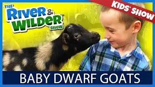 AMAZING NIGERIAN BABY DWARF GOATS | TV FOR KIDS