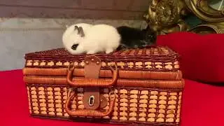 Зайки