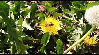 Spring work at the apiary