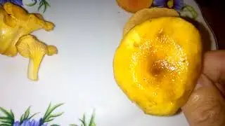 Как отличить лисичку ложную от настоящей.