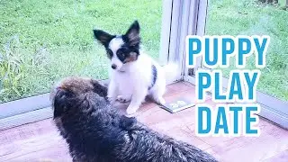 Puppy Play Date // Percy the Papillon dog