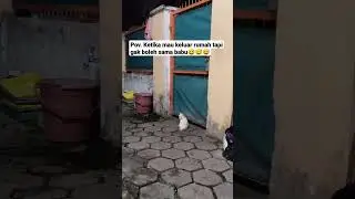 pov ketika mau keluar rumah gak boleh sama babu. #shorts #cat #catlover #kitten #kucing