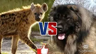 Пятнистая гиена против кавказской овчарки//Animals Battle//Кто победит?