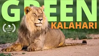 We Didn't Expect To See THIS Many Big Cats in Kgalagadi!