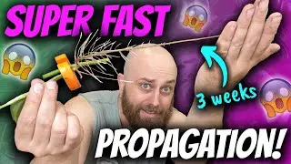 This is just ridiculous! | $5,000 Clone Station Run UPDATE  | Chatty Pot Up Plant Chores