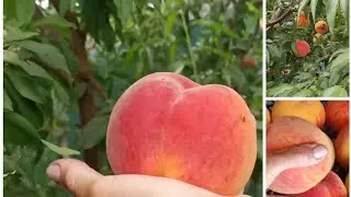 ☑️Сорт персика ВАЙН-ГОЛД у меня с проблемой.