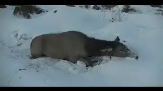 Охота на изюбря. Добыли оленя. Ноябрь 2020.