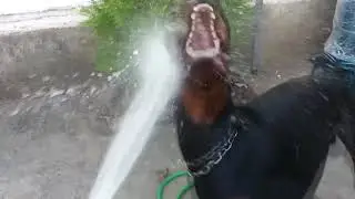 доберман vs струя воды