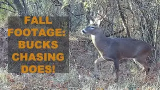 Trail Cam Footage: Bucks Chasing Does!