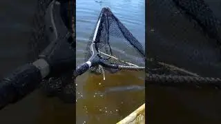 Second Snakehead of the Year I Snakehead Fishing in the Philippines #shorts