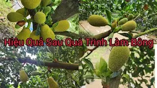 Sau Quá Trình Phun Kéo Trái và Sửa Tướng Trái Cho Vườn Mít Indo Ruột Đỏ Xơ Vàng - Trái Dài Đòng.