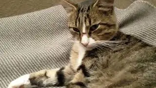 Кот выздоравливает.