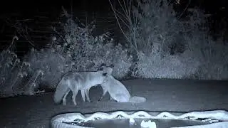 Fox mating calls and displays