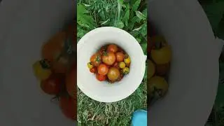 сбор 🍅