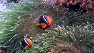 Dauin and Apo Island Diving 2026