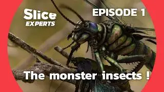 New Prehistory : What killed the giant insects ? | SLICE EXPERTS