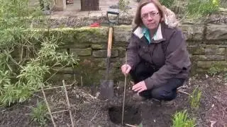 How to plant Clematis