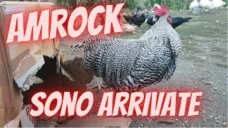nuove galline e gallo , razza amrock