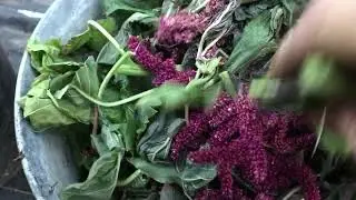 Feeding Mobile Population Of Red Wiggler Compost Vermiculture Worms With Grape And Amaranth Leaves