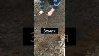 Двухлетняя голубика на песчаной почве. Пересадка.