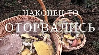 ОШАЛЕТЬ!!! Грибы 2023, мы дождались!
