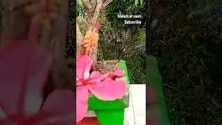 Tulasi plant 