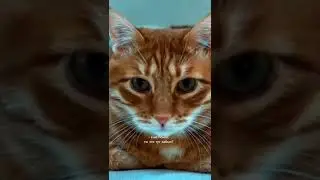 Брайн Мапс и Тигра видео из тик тока