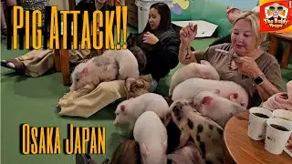 Playing with Mini Pigs in Osaka! Inside Mipig Café