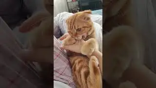 утренняя баловнишка)