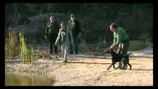 l državni šampionat za nemačke oštrodlake ptičare