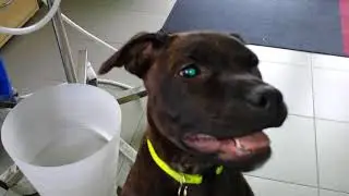 Zo života Nessie: ako zakusla prasa