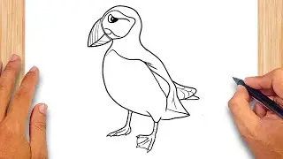 How to draw Puffin Bird