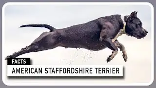 American Staffordshire Terrier
