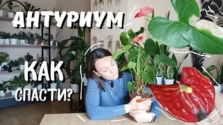 АНТУРИУМ пяина на листьях. Что делать? 