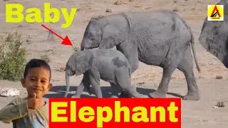 Baby Elephant - Animals